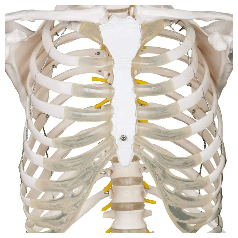 JAGO Kostra lidské anatomie, 181,5 cm